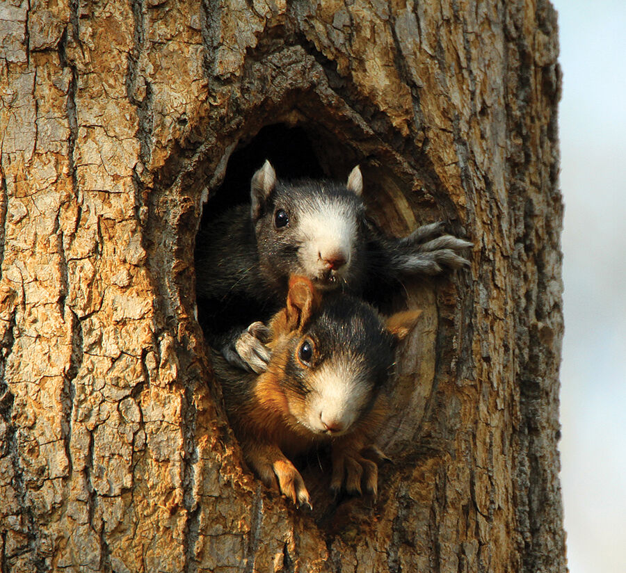 Fox Squirrel Pups